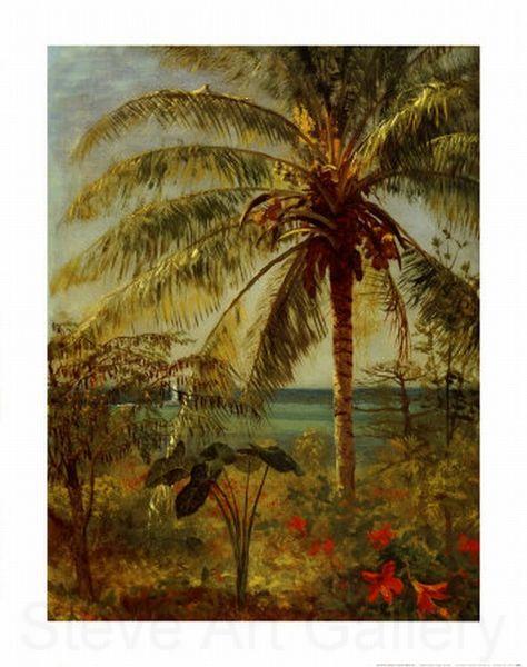 Albert Bierstadt Palm Tree, Nassau by Albert Bierstadt Germany oil painting art
